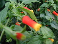 Otts Nursery