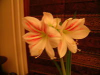 DSCN0323