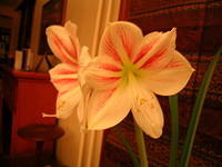 DSCN0326