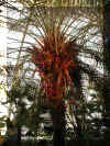 ChihulyGarfieldP1-P1010001.JPG (469512 bytes)