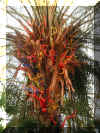 ChihulyGarfieldP1-P1010002.JPG (455971 bytes)
