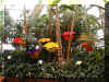 ChihulyGarfieldP1-P1010003.JPG (431708 bytes)