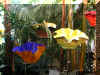 ChihulyGarfieldP1-P1010004.JPG (420041 bytes)