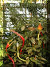 ChihulyGarfieldP1-P1010006.JPG (435108 bytes)