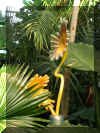 ChihulyGarfieldP1-P1010008.JPG (331705 bytes)
