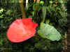ChihulyGarfieldP1-P1010009.JPG (1410110 bytes)
