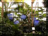 ChihulyGarfieldP1-P1010010.JPG (1286123 bytes)