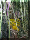 ChihulyGarfieldP1-P1010011.JPG (326163 bytes)