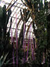 ChihulyGarfieldP1-P1010012.JPG (339452 bytes)