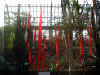 ChihulyGarfieldP1-P1010013.JPG (980936 bytes)