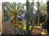 ChihulyGarfieldP1-P1010015.JPG (1094503 bytes)