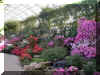 ChihulyGarfieldP1-P1010016.JPG (1014050 bytes)