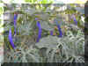 ChihulyGarfieldP1-P1010018.JPG (1310670 bytes)