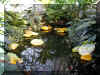 ChihulyGarfieldP1-P1010020.JPG (1043885 bytes)