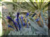 ChihulyGarfieldP1-P1010021.JPG (1267059 bytes)