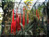 ChihulyGarfieldP1-P1010023.JPG (1004018 bytes)