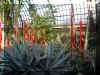 ChihulyGarfieldP1-P1010025.JPG (985322 bytes)