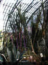 ChihulyGarfieldP1-P1010026.JPG (402142 bytes)