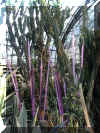 ChihulyGarfieldP1-P1010027.JPG (407101 bytes)