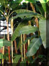 ChihulyGarfieldP1-P1010028.JPG (250739 bytes)