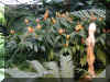 ChihulyGarfieldP1-P1010045.JPG (1094767 bytes)