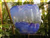 ChihulyGarfieldP1-P1010049.JPG (1280530 bytes)