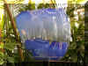 ChihulyGarfieldP1-P1010050.JPG (1285049 bytes)
