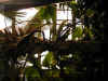 ChihulyGarfieldP1-P1010052.JPG (1162136 bytes)