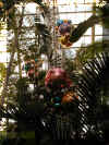 ChihulyGarfieldP1-P1010054.JPG (441658 bytes)