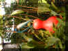 ChihulyGarfieldP2-P1010002.JPG (422463 bytes)