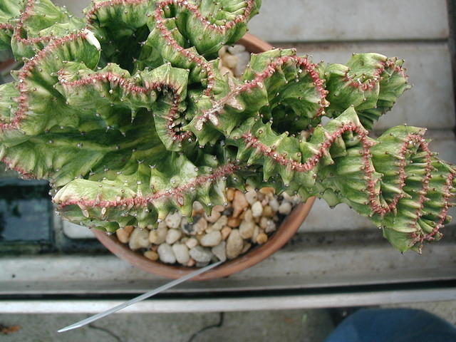 P1010012
