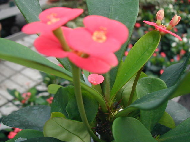 P1010016
