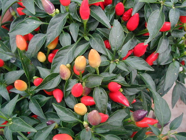 P1010013