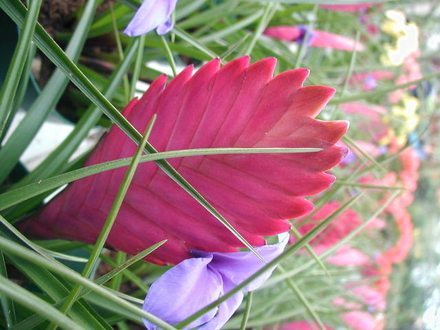 P1010017