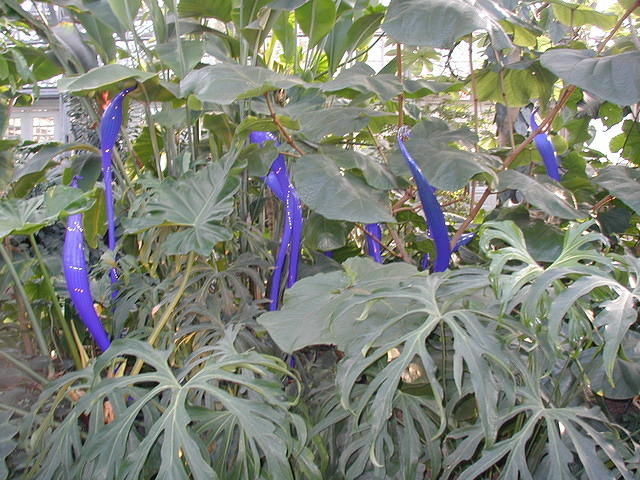 ChihulyGarfieldP1-P1010018