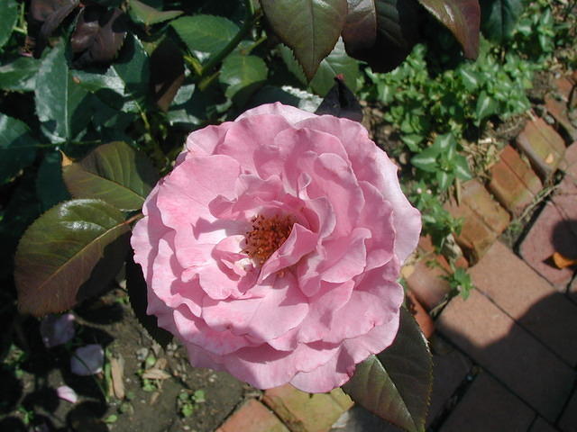 P7120039