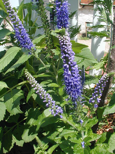 P7120037