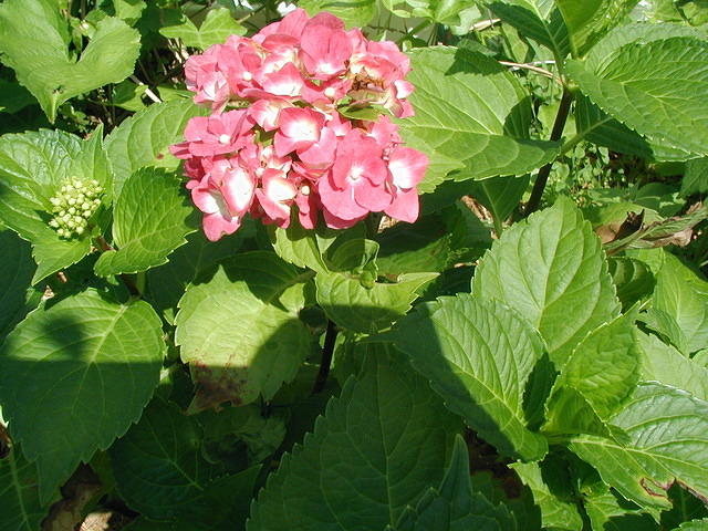 P7120038