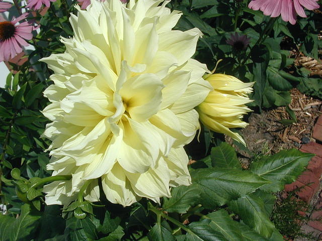 P7250053