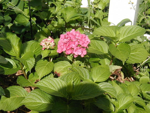 P7250054
