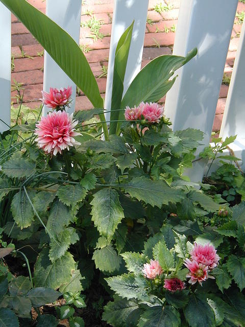 P7250055