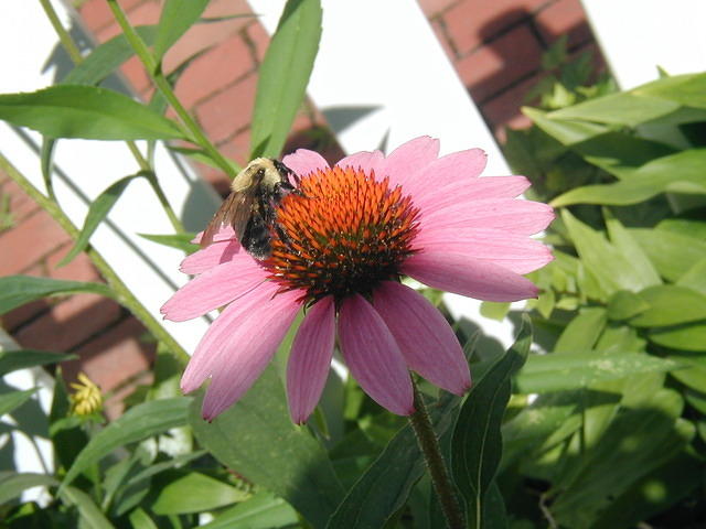 P7250059