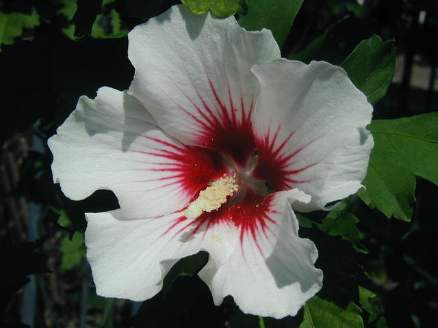 P7250067