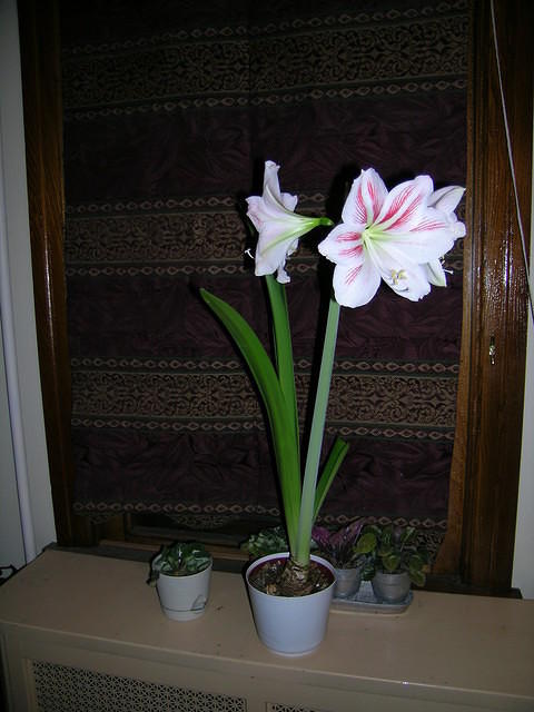 DSCN0321