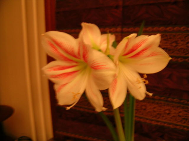 DSCN0323