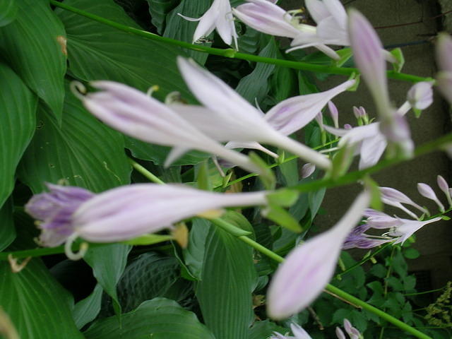 DSCN0394