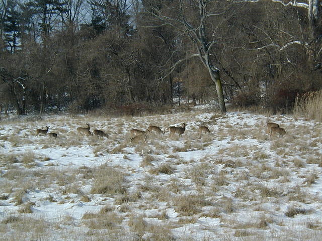 ValleyForge P1010071