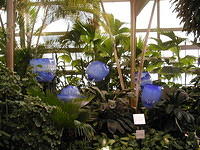 ChihulyGarfieldP1-P1010010