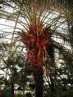 ChihulyGarfieldP1-P1010001