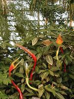 ChihulyGarfieldP1-P1010006